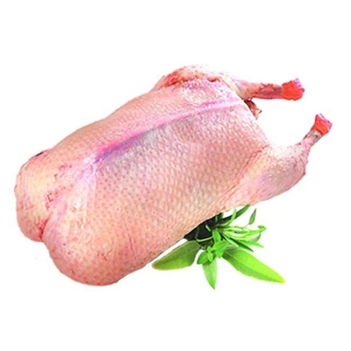 بط بلدى
